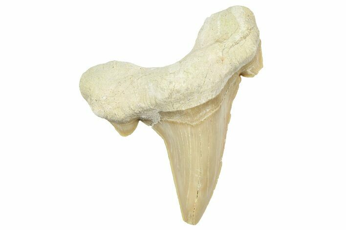 Fossil Shark Tooth (Otodus) - Morocco #353502